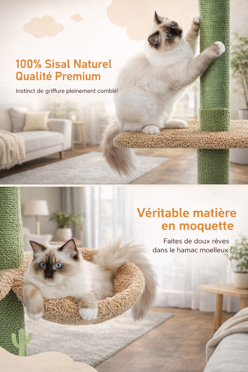 Arbre à chat - Cactara